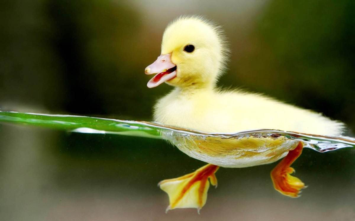 baby duck